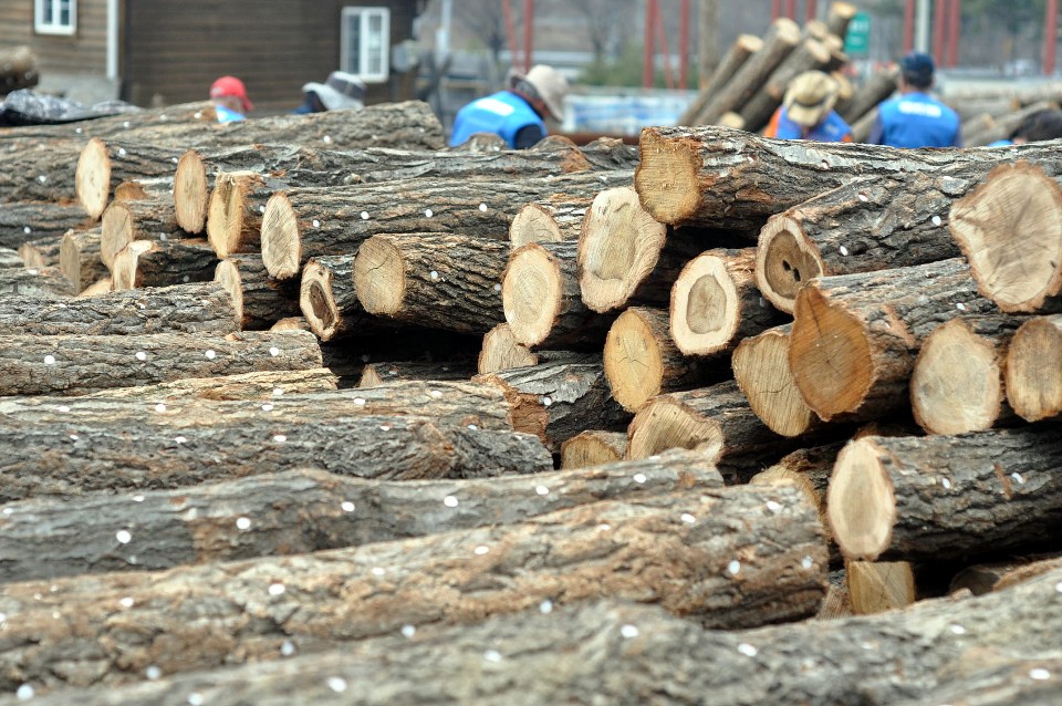 표고종균목_1본