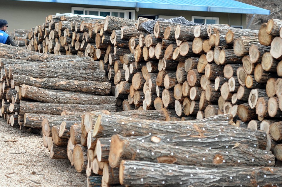 표고종균목_1본